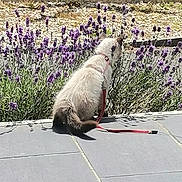 Aphrodite participe au concours pour gagner de l'argent avec cette photo : cat, leash, harness, flowers, purple_flowers, garden, patio, tiles, outdoor, sunny, greenery, plant, nature, curious, pet, animal, sitting, fur, back_view, daylight