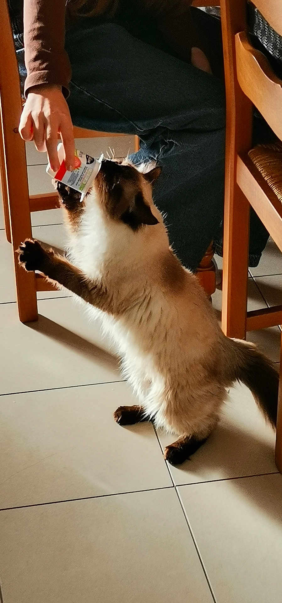 Aphrodite a rejoint le concours — aidez-le/la à gagner de superbes lots ! cat, siamese_cat, yogurt_cup, person, hand, wooden_chair, tile_floor, indoor, pet, feeding, feline, fur, paw, domestic_animal, curious, seated, blue_jeans, brown_sleeve, light, shadow