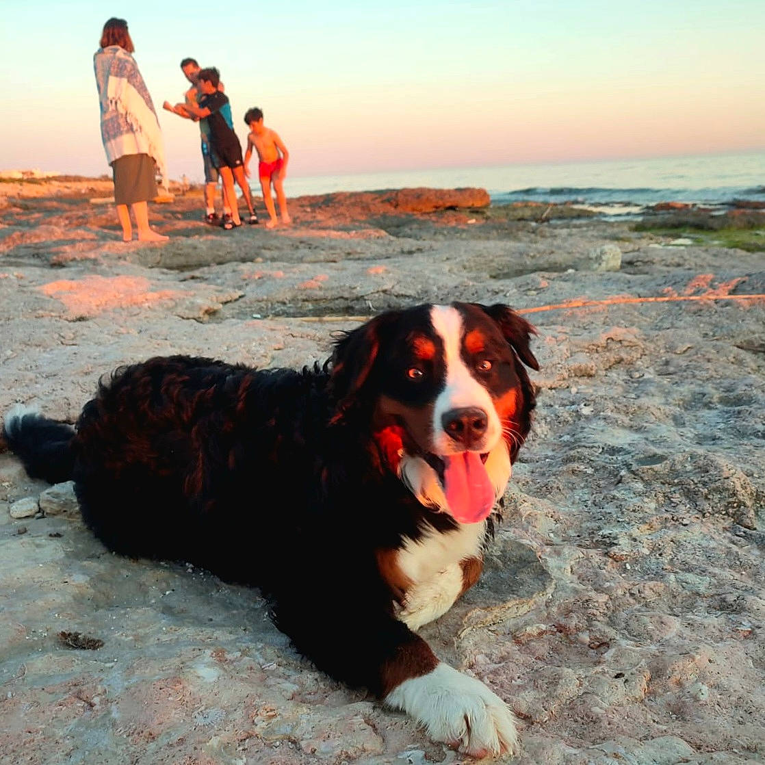 Ulys a rejoint le concours — aidez-le/la à gagner de superbes lots ! beach, bernese_mountain_dog, canidae, carnivore, companion_dog, dog, dog_breed, evening, fawn, fun, horizon, landscape, ocean, people_on_beach, sand, sky, sporting_group, sunrise, travel, water
