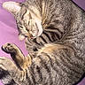 cat, tabby, sleeping, curled_up, fur, whiskers, paw, tail, pet, animal, indoor, resting, purple_background, cozy, relaxed, cute, feline, mammal, nap, domestic_cat