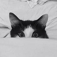 Félix Gaston participe au concours pour gagner de l'argent avec cette photo : cat, tuxedo_cat, black_and_white, peeking, curious, ears, eyes, bed, bedding, blanket, soft_texture, indoor, pet, animal, closeup, monochrome, whiskers, feline, cute, playful