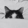 cat, tuxedo_cat, black_and_white, peeking, curious, ears, eyes, bed, bedding, blanket, soft_texture, indoor, pet, animal, closeup, monochrome, whiskers, feline, cute, playful