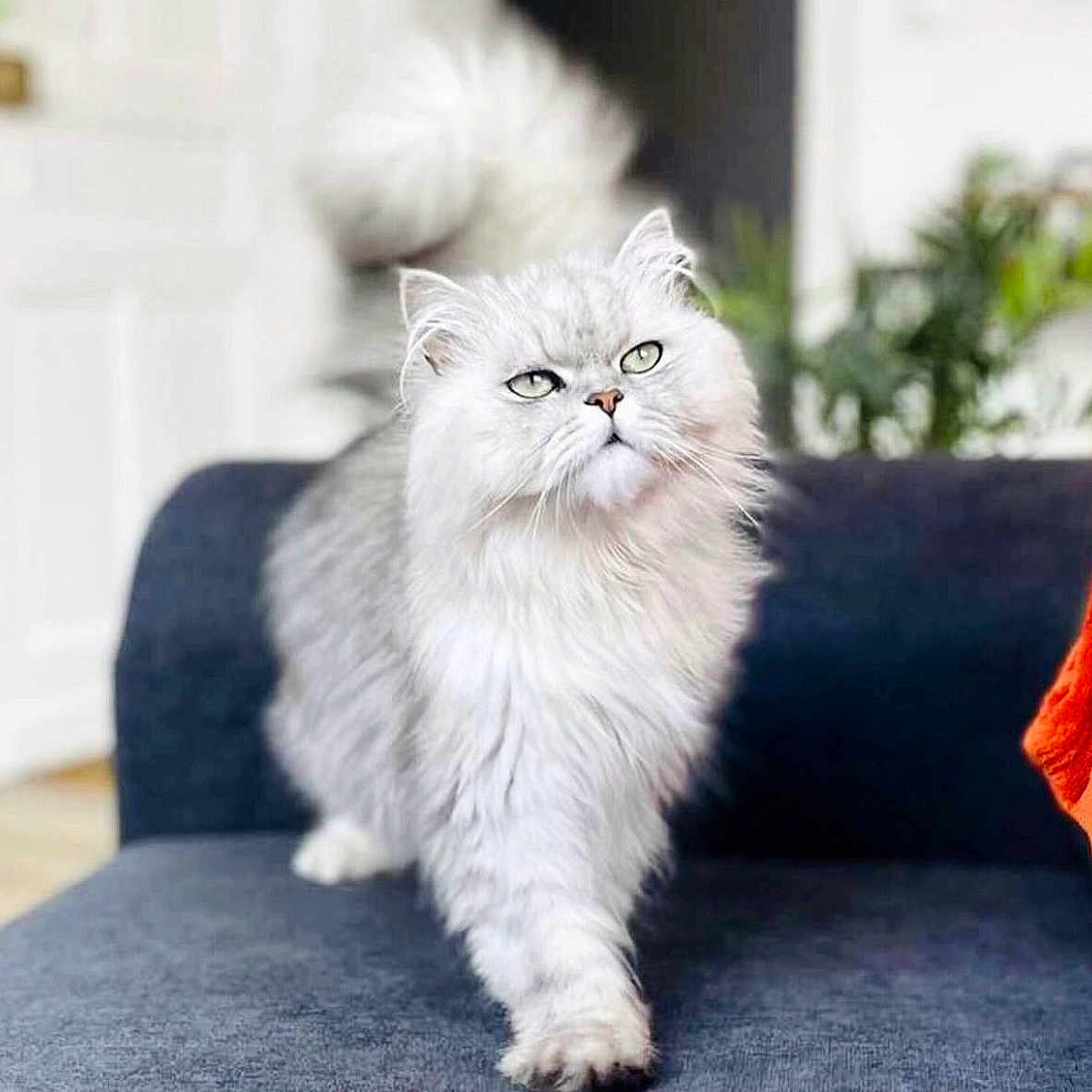 Odin a rejoint le concours — aidez-le/la à gagner de superbes lots ! cat, fluffy, white_cat, green_eyes, indoor, couch, furniture, pet, animal, walking, portrait, close_up, soft_light, blurred_background, domestic_cat, long_hair, cute, whiskers, tail, confident