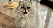 Odin a rejoint le concours — aidez-le/la à gagner de superbes lots ! blurred_background, cat, cute, domestic_animal, expression, eye_contact, feline, fluffy, furniture, green_eyes, household, indoor, long_hair, pet, pink_tongue, sitting, table, tongue_out, whiskers, wooden_table
