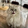 cat, fluffy, long_hair, green_eyes, tongue_out, table, wooden_table, indoor, pet, cute, sitting, blurred_background, furniture, domestic_animal, feline, whiskers, pink_tongue, expression, eye_contact, household