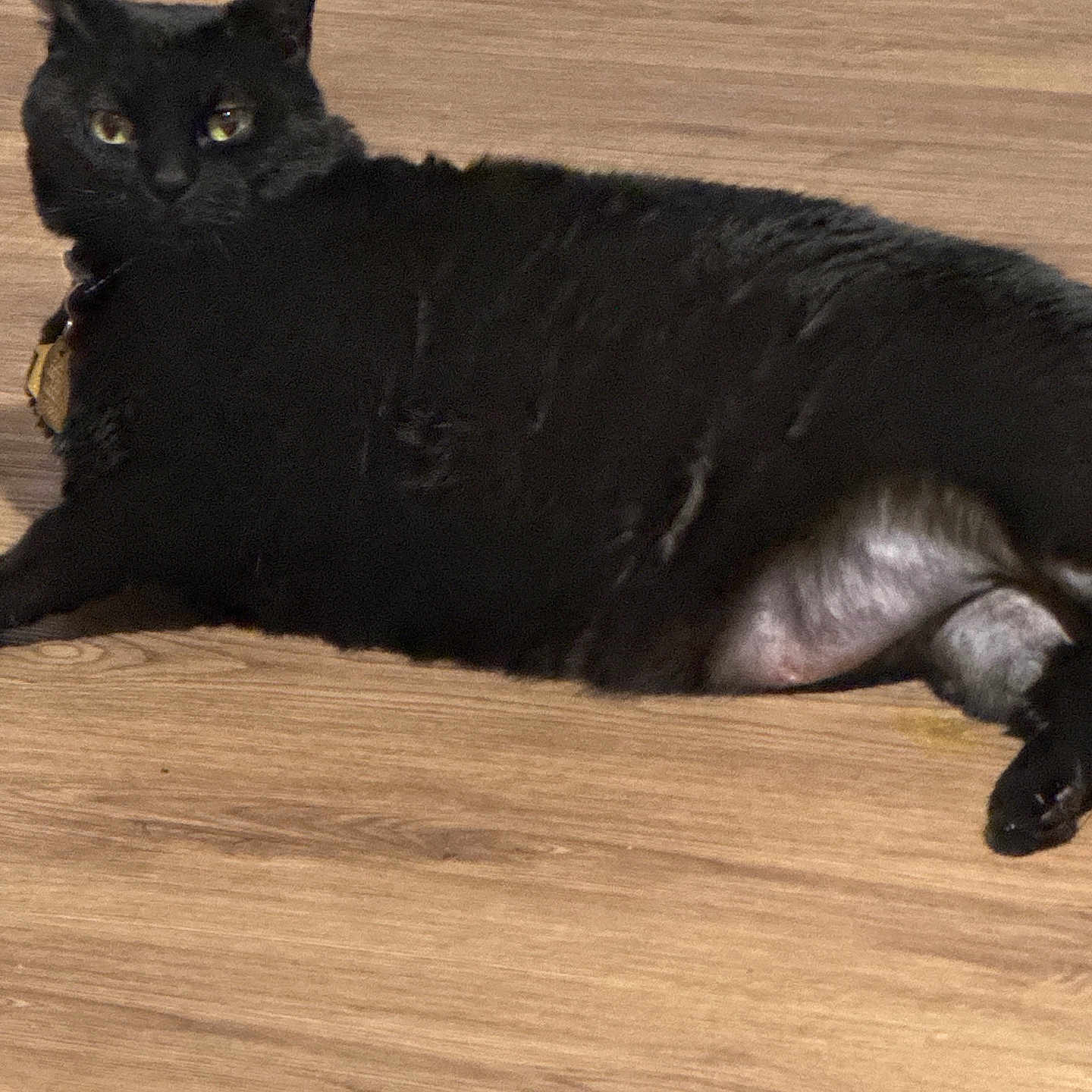 Kitta joined the competition — help win amazing prizes! animal, blackcat, cat, hardwood, leash, manx, pet, plywood, wood