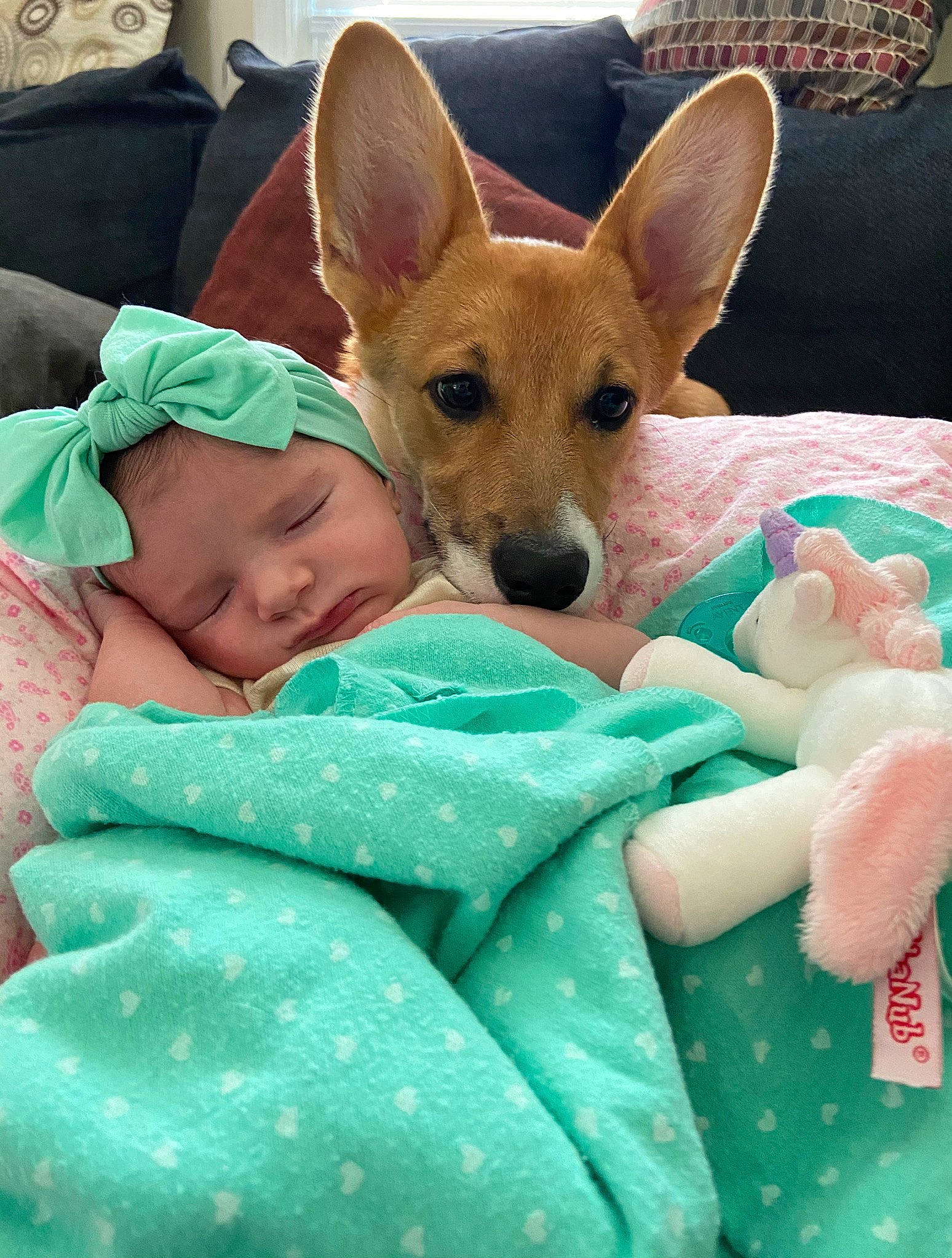 Kalliope is registered to the contest to win money with this photo: canidae, carnivore, carolina_dog, chihuahua, companion_dog, corgi_chihuahua, dog, dog_breed, ear, headwear, mammal, pembroke_welsh_corgi, person, puppy, rat_terrier, teddy_roosevelt_terrier, toy_fox_terrier, vertebrate