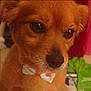 Lady is registered to the contest to win money with this photo: adorable, animal, bow_tie, brown, close_up, companion, cute, cute_pet, dog, domestic_animal, face, fluffy, friendly, fur, indoor, looking_away, pet, portrait, small_dog, soft_focus