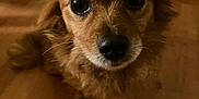 Lady is registered to the contest to win money with this photo: adorable, animal, brown_dog, canine, close_up, companion, curious, cute, dog, domestic_animal, fluffy, friendly, fur, household, indoor, looking_up, pet, portrait, small_dog, wooden_floor