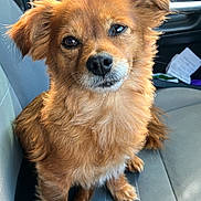 Lady joined the competition — help win amazing prizes! animal, brown_fur, canine, car_interior, car_seat, companion, cute, dog, ears, eyes, friendly, fur, indoor, nose, pet, portrait, seat, seatbelt_buckle, small_dog, waiting