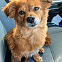 animal, brown_fur, canine, car_interior, car_seat, companion, cute, dog, ears, eyes, friendly, fur, indoor, nose, pet, portrait, seat, seatbelt_buckle, small_dog, waiting