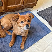 Lady Belleville is registered to the contest to win money with this photo: animal, brown_dog, cabinet, canine, companion, cute, dog, domestic, ears, floor, fur, indoor, kitchen, looking_up, pet, rug, small_dog, tail, tile_floor, waiting