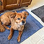 animal, brown_dog, cabinet, canine, companion, cute, dog, domestic, ears, floor, fur, indoor, kitchen, looking_up, pet, rug, small_dog, tail, tile_floor, waiting