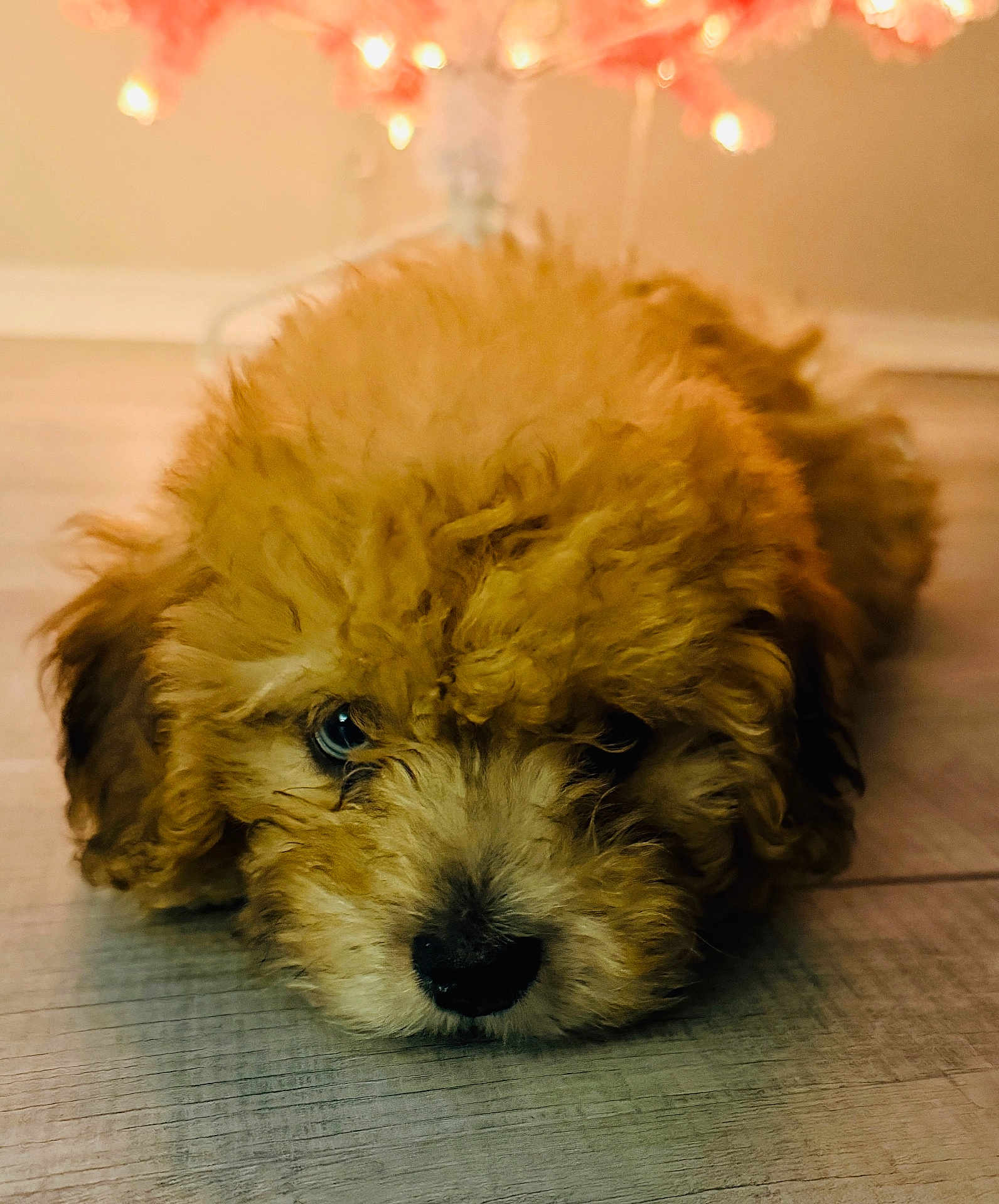 Dexter is registered to the contest to win money with this photo: puppy, dog, curly_fur, fluffy, floor, close_up, indoor, pet, cute, animal, young_dog, brown_fur, lying_down, looking_up, adorable, soft_lighting, background_blur, cozy, warm_tones, portrait