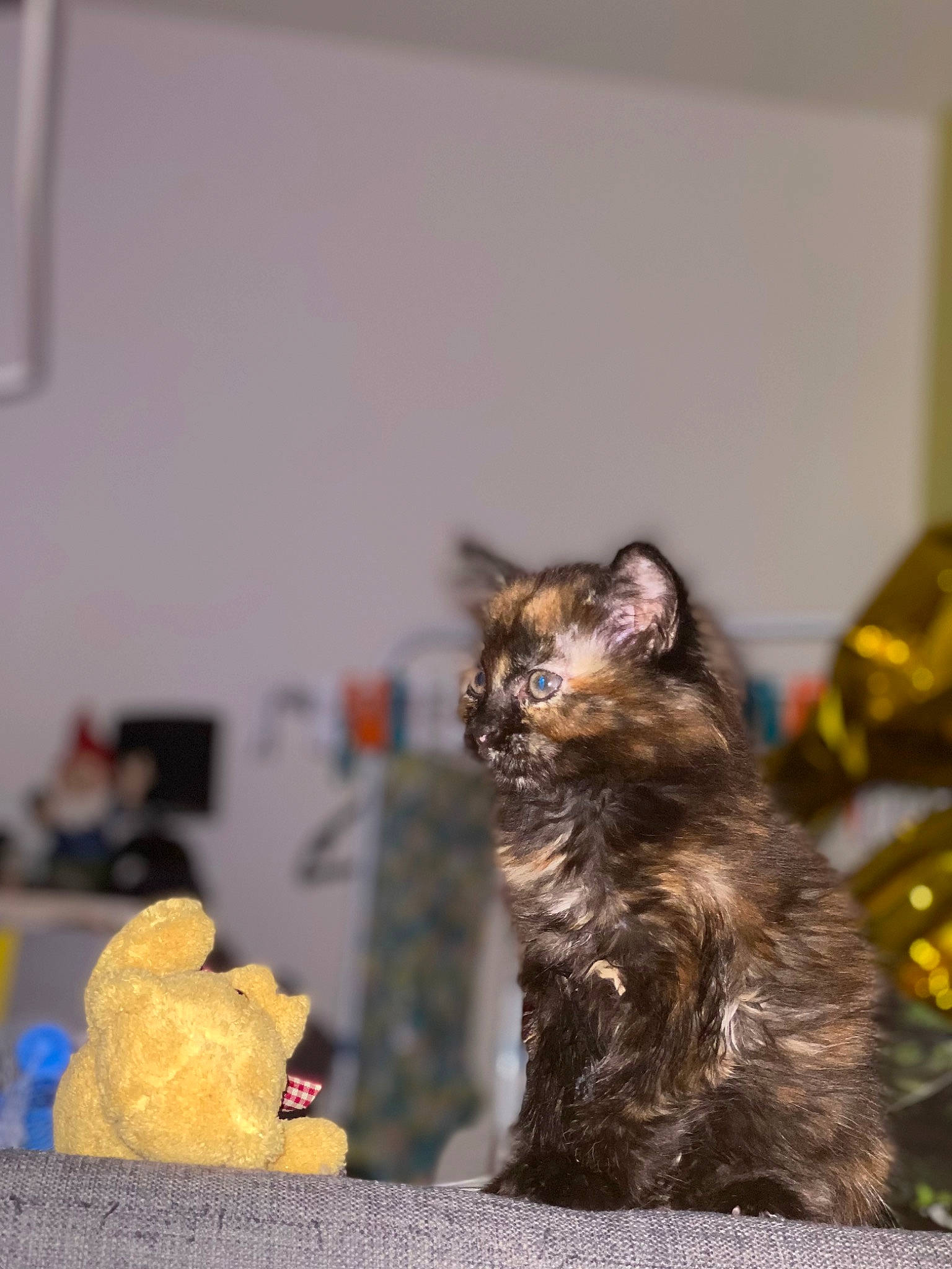 Yuhmee participe au concours pour gagner de l'argent avec cette photo : canidae, carnivore, cat, claw, dog_breed, domestic_short_haired_cat, felidae, fur, small_to_medium_sized_cats, snout, sporting_group, tail, terrestrial_animal, toy, vertebrate, whiskers, wildlife