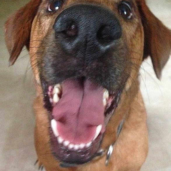 Timber