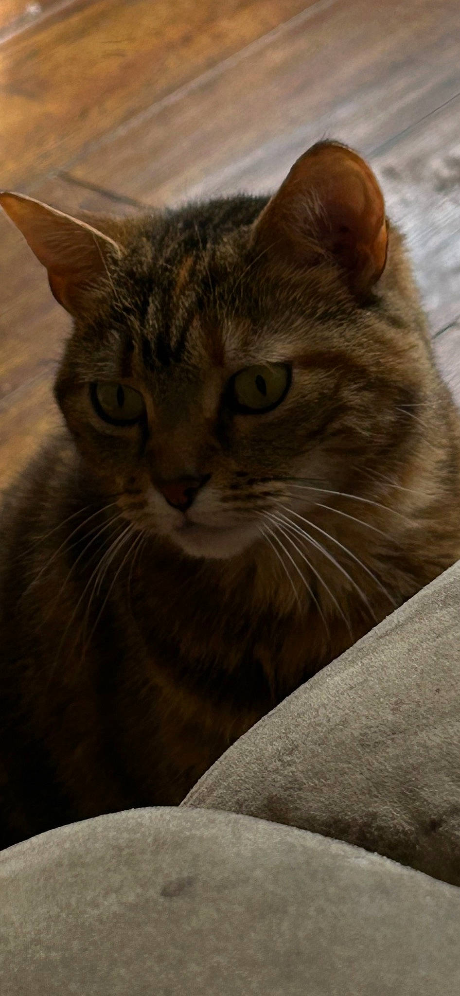 Ruby is registered to the contest to win money with this photo: carnivore, cat, comfort, domestic_short_haired_cat, eye, fawn, felidae, fur, hair, head, iris, small_to_medium_sized_cats, snout, terrestrial_animal, whiskers, wildlife, window, wood