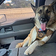 Kai is registered to the contest to win money with this photo: dog, german_shepherd, car_interior, passenger_seat, harness, panting, tongue_out, window, side_mirror, seat, seat_belt, dashboard, daylight, happy, pet, canine, vehicle, travel, relaxed, domestic_animal