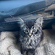 Toki joined the competition — help win amazing prizes! kitten, cat, tabby, fur, whiskers, ears, eyes, pet, animal, blanket, sherpa, pet_bed, car_interior, dashboard, mesh_barrier, cozy, portrait, sitting, looking_at_camera, cute