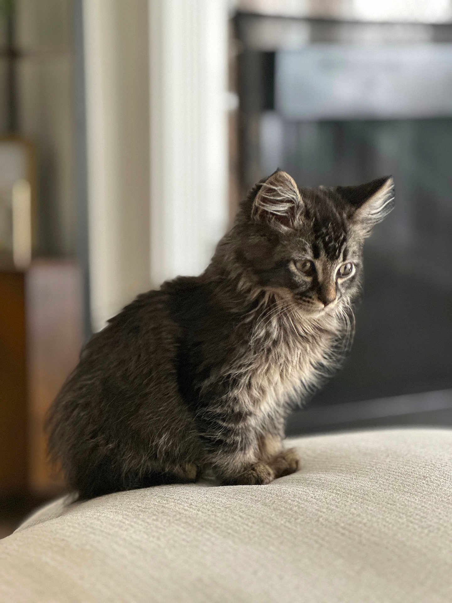 Toki is registered to the contest to win money with this photo: kitten, cat, pet, tabby, fur, whiskers, ears, sitting, couch, upholstery, indoor, living_room, portrait, young_cat, feline, cute, soft_texture, shallow_depth_of_field, blurred_background, domestic_cat