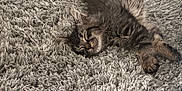 Toki is registered to the contest to win money with this photo: cat, kitten, sleeping, tabby, fur, rug, carpet, cozy, nap, whiskers, paw, pet, indoor, closeup, relaxed, fluffy, home, texture, grey, cute