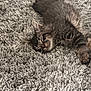 cat, kitten, sleeping, tabby, fur, rug, carpet, cozy, nap, whiskers, paw, pet, indoor, closeup, relaxed, fluffy, home, texture, grey, cute