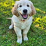 Bilbo participe au concours pour gagner de l'argent avec cette photo : puppy, dog, golden_retriever, grass, outdoor, happy, smiling, cute, pet, animal, fur, collar, nature, sunlight, young, mammal, playful, adorable, friendly, canine