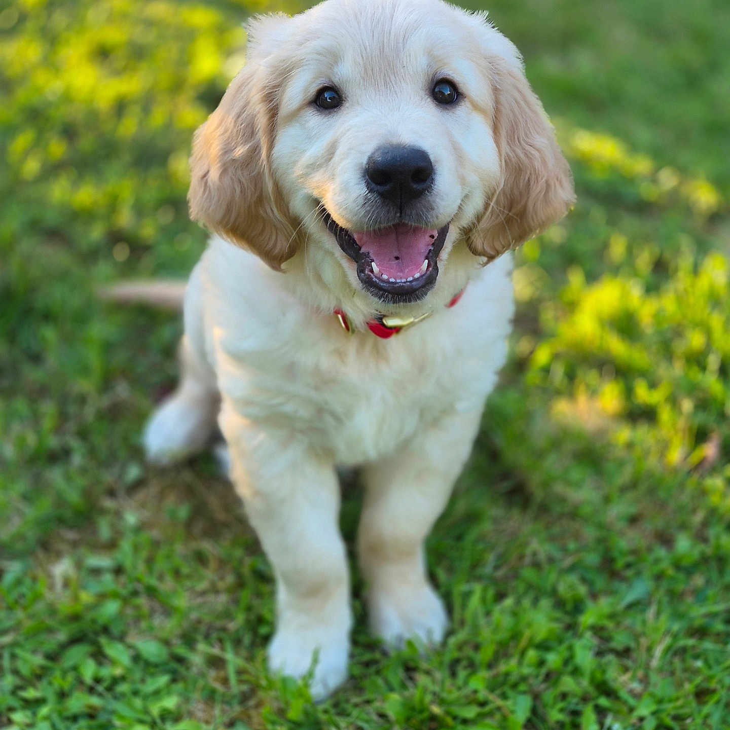 Bilbo participe au concours pour gagner de l'argent avec cette photo : puppy, dog, golden_retriever, grass, outdoor, happy, smiling, cute, pet, animal, fur, collar, nature, sunlight, young, mammal, playful, adorable, friendly, canine