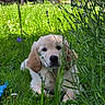 puppy, dog, golden_retriever, grass, garden, flower, lavender, greenery, outdoor, cute, animal, pet, nature, sunlight, relaxing, young_dog, fur, leaf, summer, playful