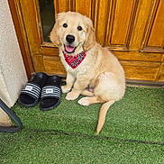 Bilbo participe au concours pour gagner de l'argent avec cette photo : animal, artificial_grass, bandana, black_slippers, cute, dog, door, front_door, golden_retriever, grass, happy, outdoor, pet, puppy, red_bandana, sitting, slippers, smiling, wooden_door, young_dog