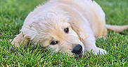 Bilbo participe au concours pour gagner de l'argent avec cette photo : adorable, animal, canine, cute, dog, fur, golden_retriever, grass, greenery, lying_down, mammal, nature, outdoor, pet, portrait, puppy, relaxed, resting, sleepy, young