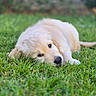 Bilbo participe au concours pour gagner de l'argent avec cette photo : puppy, dog, golden_retriever, grass, outdoor, lying_down, pet, cute, animal, nature, greenery, young, fur, mammal, relaxed, resting, adorable, canine, portrait, sleepy
