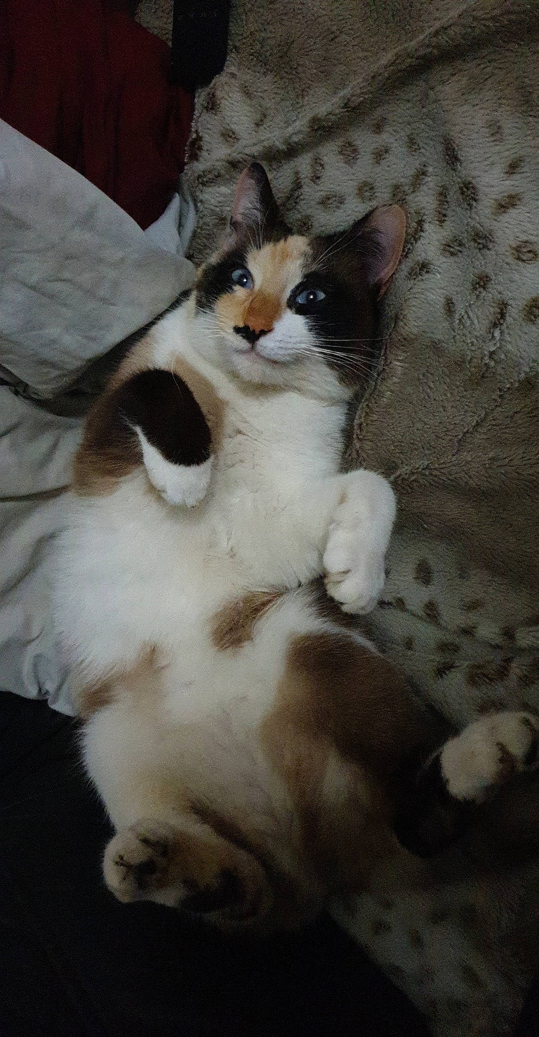 Papatte participe au concours pour gagner de l'argent avec cette photo : aegean_cat, american_wirehair, asian, carnivore, cat, domestic_short_haired_cat, european_shorthair, felidae, fur, german_rex, kitten, mammal, ojos_azules, paw, polydactyl_cat, small_to_medium_sized_cats, whiskers