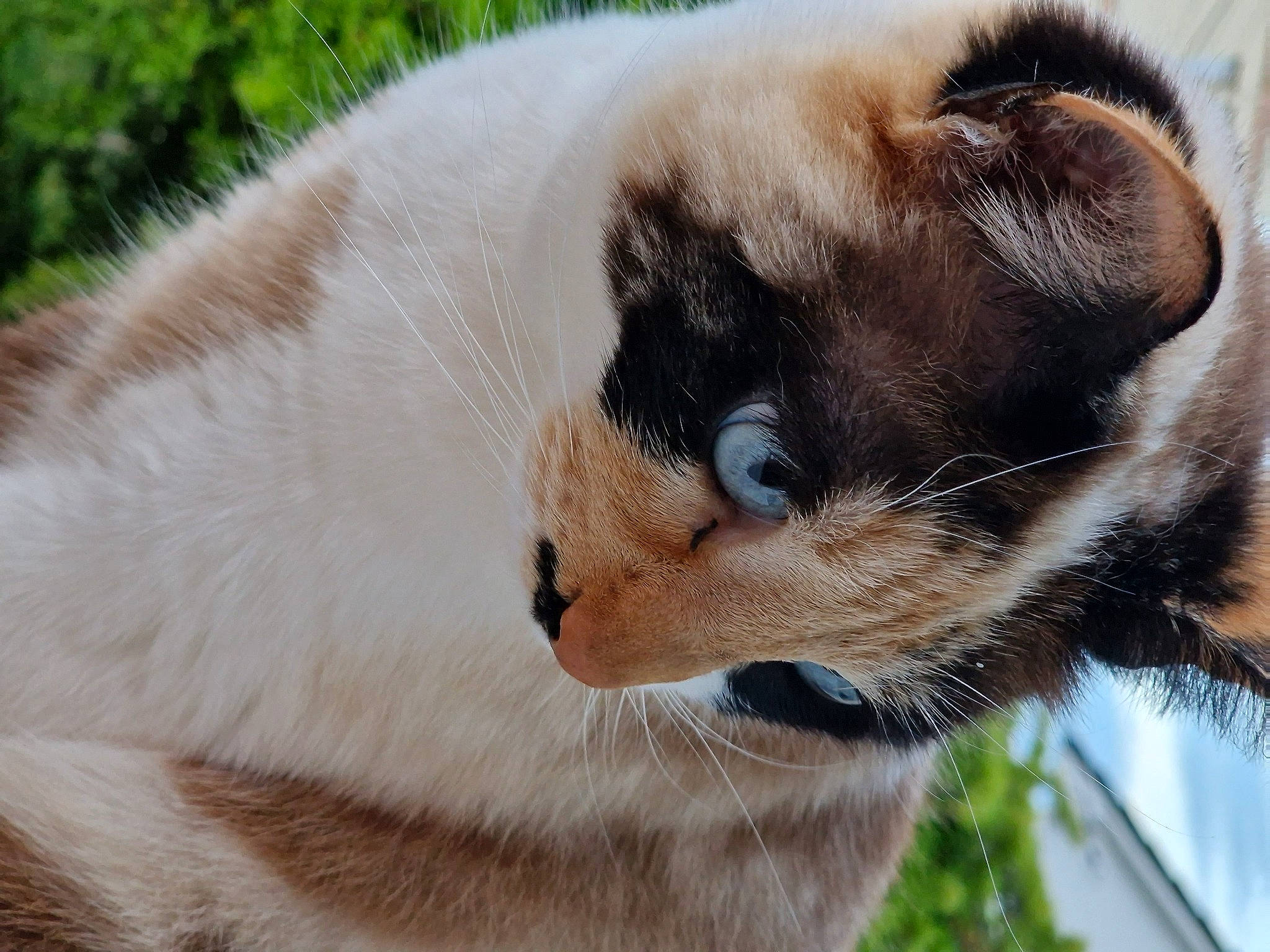 Papatte participe au concours pour gagner de l'argent avec cette photo : balinese, carnivore, cat, collar, domestic_short_haired_cat, fawn, felidae, fur, grass, plant, siamese, small_to_medium_sized_cats, snout, tail, terrestrial_animal, thai, tonkinese, tree, whiskers, wildlife