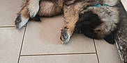Arko participe au concours pour gagner de l'argent avec cette photo : animal, architecture, building, canine, cat, clothing, couch, dog, fur, furniture, germanshepherd, husky, indoors, interiordesign, livingroom, person, pet, puppy, sleeping, tile