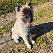 Arko a rejoint le concours — aidez-le/la à gagner de superbes lots ! animal, canine, daylight, dirt_path, dog, ears, field, fluffy, fur, grass, happy, leash, nature, outdoor, pet, puppy, shadow, sitting, sunny, tongue_out