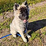 animal, canine, daylight, dirt_path, dog, ears, field, fluffy, fur, grass, happy, leash, nature, outdoor, pet, puppy, shadow, sitting, sunny, tongue_out