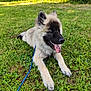 Arko a rejoint le concours — aidez-le/la à gagner de superbes lots ! animal, canine, closeup, dog, ears, fur, grass, greenery, happy, leash, lying_down, mouth, nature, outdoor, pet, playful, puppy, summer, sunlight, tongue_out