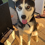 Tayron participe au concours pour gagner de l'argent avec cette photo : animal, architecture, box, building, canine, clothing, dog, eskimodog, footwear, furniture, husky, indoors, interiordesign, outdoors, person, pet, puppy, shelter, shoe, table
