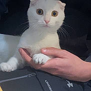 Christine is registered to the contest to win money with this photo: cat, white_cat, hand, fur, pet, wide_eyes, folded_ears, indoor, person, holding, animal, cute, curious, domestic_animal, close_up, feline, soft_lighting, black_background, under_armour, paw