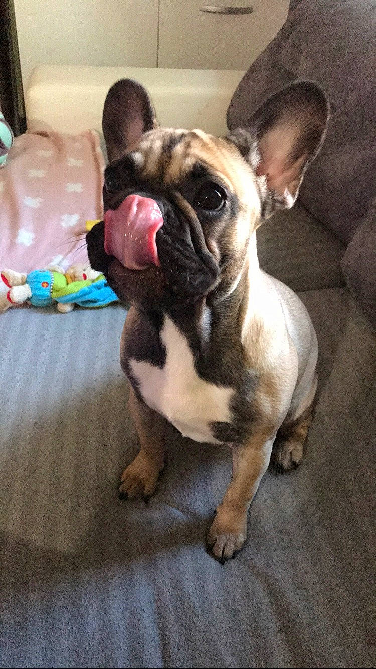 Candy participe au concours pour gagner de l'argent avec cette photo : bulldog, canidae, carnivore, companion_dog, dog, dog_breed, ear, fawn, french_bulldog, mammal, molosser, non_sporting_group, old_english_bulldog, olde_english_bulldogge, puppy, puppy_love, snout, toy_bulldog, toy_dog, vertebrate