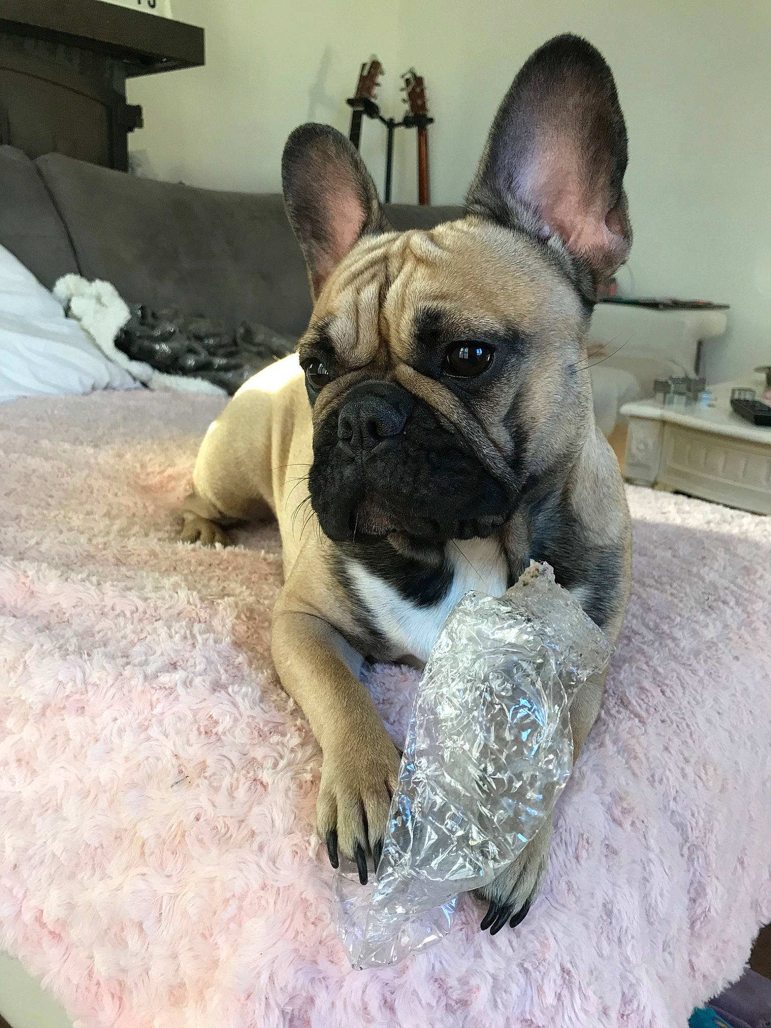 Candy participe au concours pour gagner de l'argent avec cette photo : bulldog, canidae, carnivore, companion_dog, dog, dog_breed, ear, fawn, french_bulldog, mammal, molosser, non_sporting_group, old_english_bulldog, olde_english_bulldogge, puppy, skin, snout, toy_bulldog, toy_dog, vertebrate