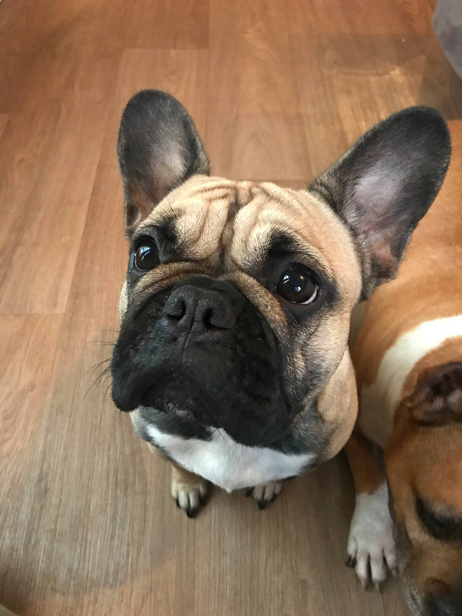 Candy participe au concours pour gagner de l'argent avec cette photo : british_bulldogs, bulldog, canidae, carnivore, companion_dog, dog, dog_breed, fawn, french_bulldog, mammal, non_sporting_group, nose, old_english_bulldog, olde_english_bulldogge, pug, skin, snout, toy_bulldog, vertebrate, whiskers