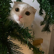 Christine participe au concours pour gagner de l'argent avec cette photo : cat, white_cat, christmas_tree, pine_branches, curious, wide_eyes, indoor, pet, animal, holiday, greenery, wooden_surface, closeup, cute, whiskers, fur, face, playful, domestic_cat, surprised