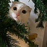 cat, white_cat, christmas_tree, pine_branches, curious, wide_eyes, indoor, pet, animal, holiday, greenery, wooden_surface, closeup, cute, whiskers, fur, face, playful, domestic_cat, surprised