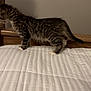 animal, bed, cat, cute, domestic, fur, furniture, household, indoor, kitten, pet, quilt, resting, side_view, small, striped, tabby, walking, white, young