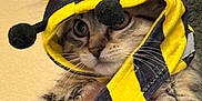 Archie Minou is registered to the contest to win money with this photo: animal, bee_costume, black, cat, closeup, clothing, costume, cute, domestic_animal, ears, feline, funny, fur, hand, indoor, pet, portrait, soft, whiskers, yellow