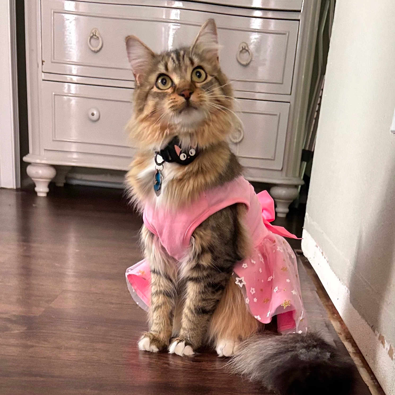 Archie Minou is registered to the contest to win money with this photo: bow, cat, collar, curious, domestic_cat, dresser, ears, floor, fluffy, fur, furniture, indoor, pet, pink_dress, sitting, tabby, tail, whiskers, wide_eyes, wooden_floor
