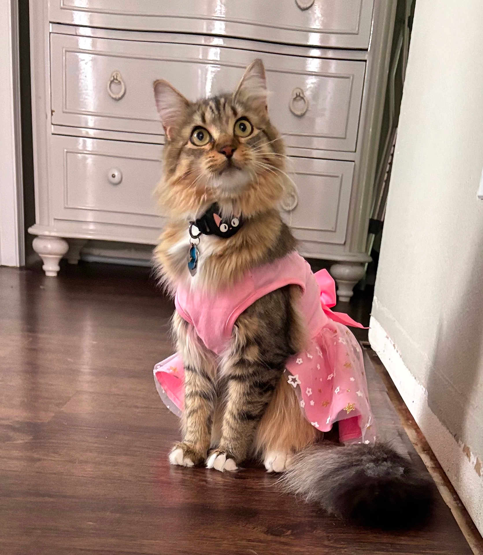 Archie Minou is registered to the contest to win money with this photo: bow, cat, collar, curious, domestic_cat, dresser, ears, floor, fluffy, fur, furniture, indoor, pet, pink_dress, sitting, tabby, tail, whiskers, wide_eyes, wooden_floor