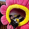 Mochi joined the competition — help win amazing prizes! adorable, animal, black_and_white, collar, cozy, cute, domestic_cat, flower_shape, fur, indoor, kitten, looking_up, pet, pink_petals, playful, plush_bed, resting, soft_texture, toy, yellow_center